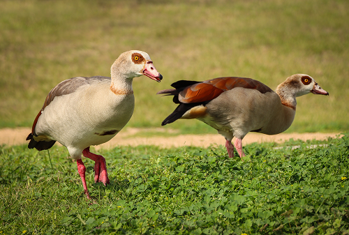 Interesting Facts About Wild Animals