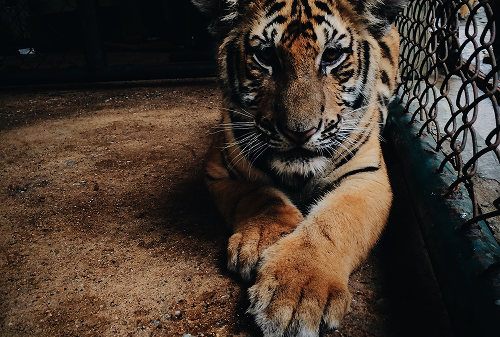 Beginners Guide to Adopting a Pet