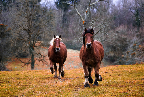 How Animals Communicate in the Wild